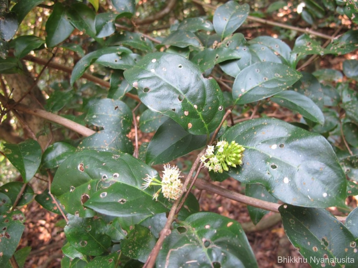 Combretum latifolium Blume